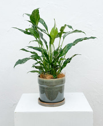 Peace Lily in Decor Pot